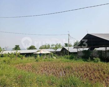 Tanah+Kandang Ayam 57rb ekor Siap Usaha Rutin Untung